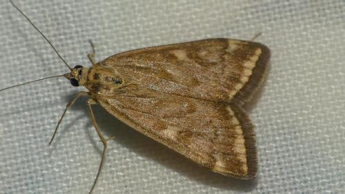 Loxostege sticticalis